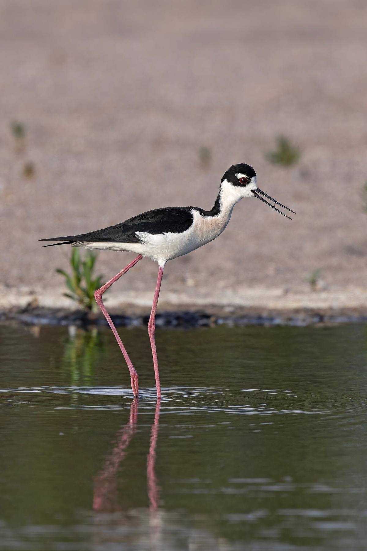 A black-necked stilt wading in the Rio Grande