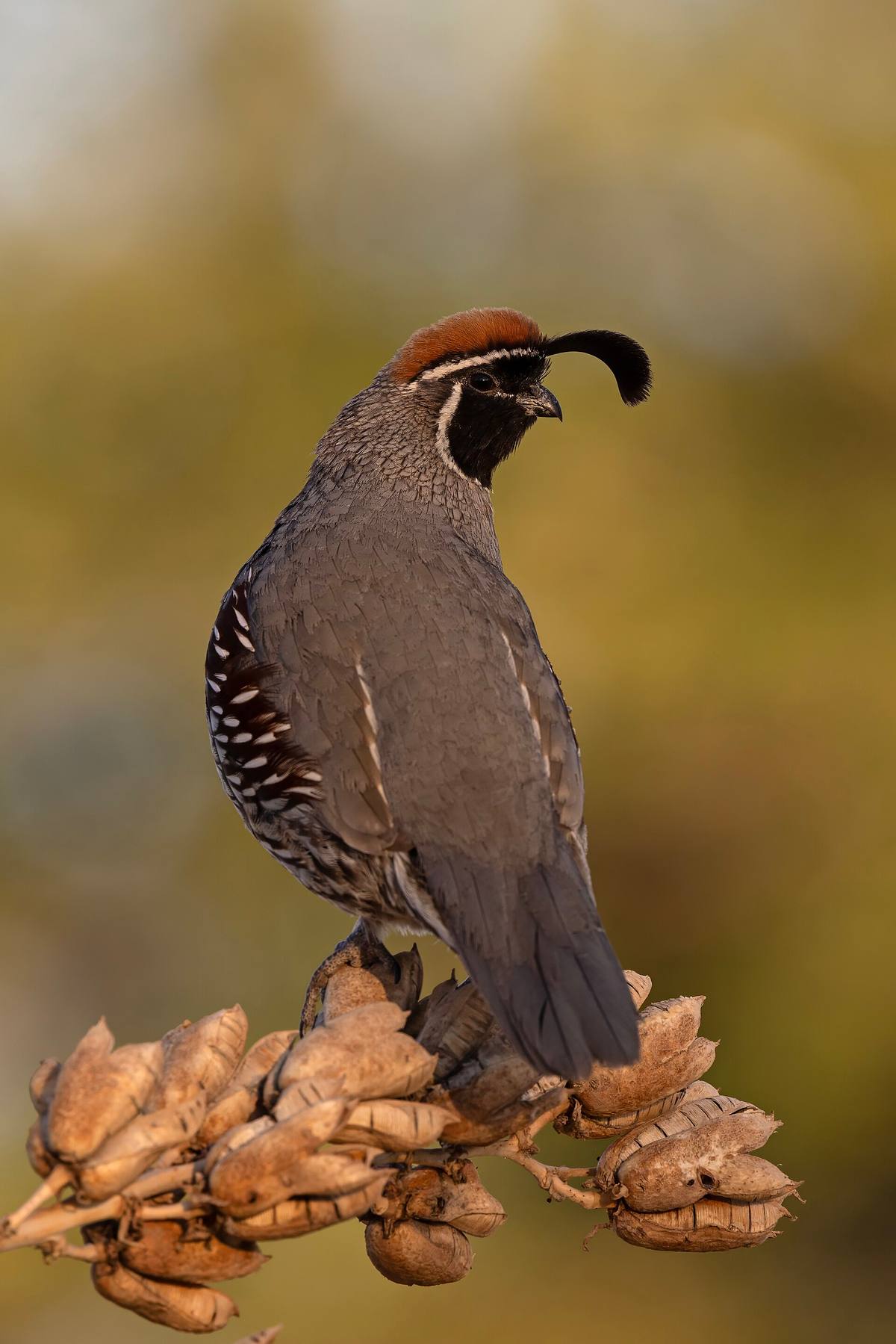 A Gambel's quail at sunrise in Las Cruces