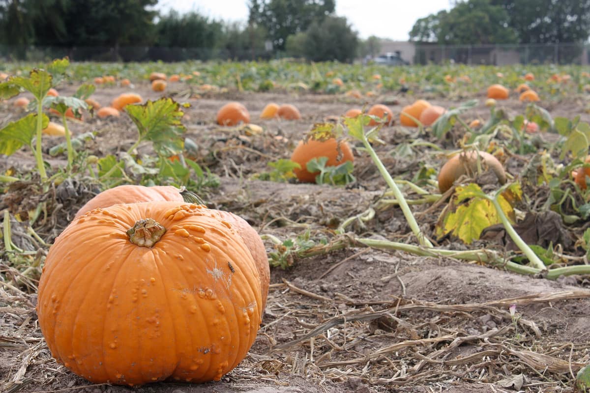 Mesilla Valley Pumpkin Patch (10397981806)