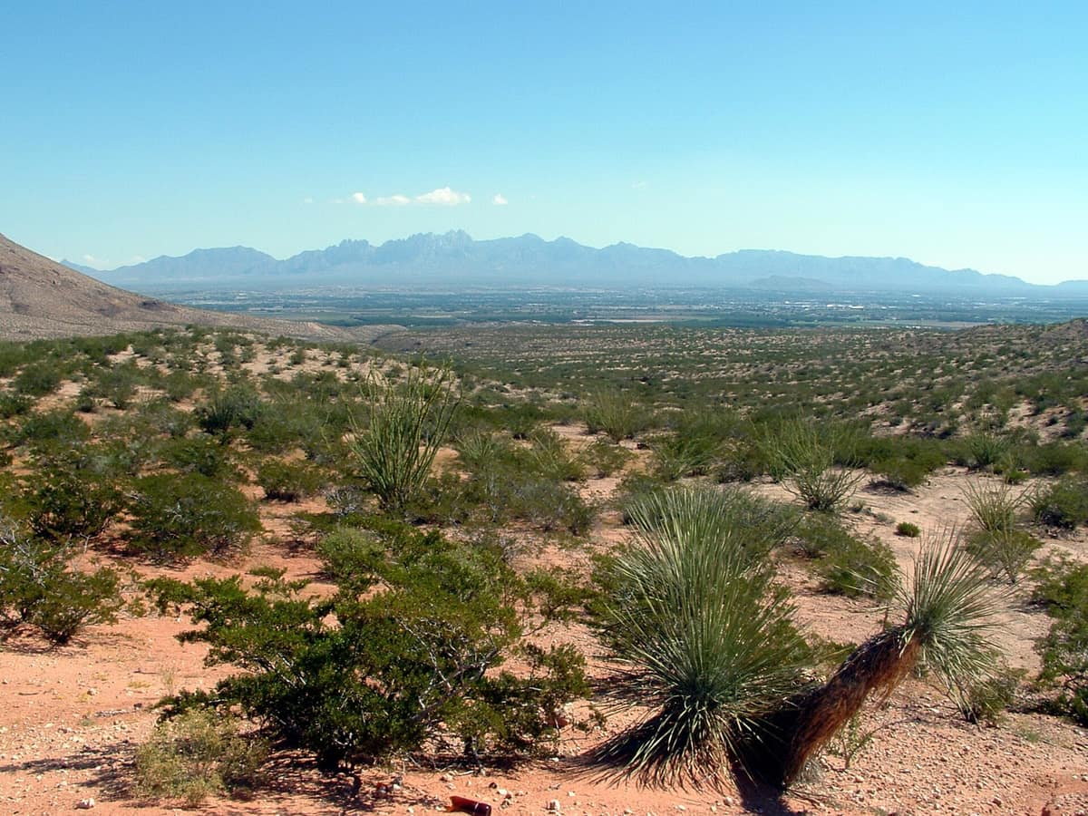 Mesilla valley