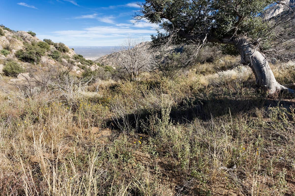 A twisted tree near Aguirre Spring in the Organ Mountains