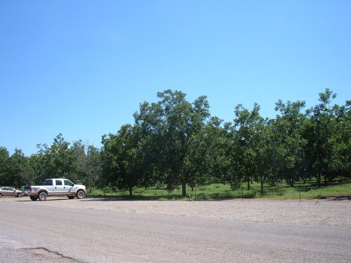A pecan grove in southern New Mexico