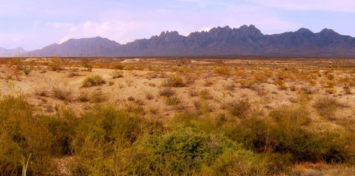 Desert scrub and the Organ Mountains at the edge of Las Cruces