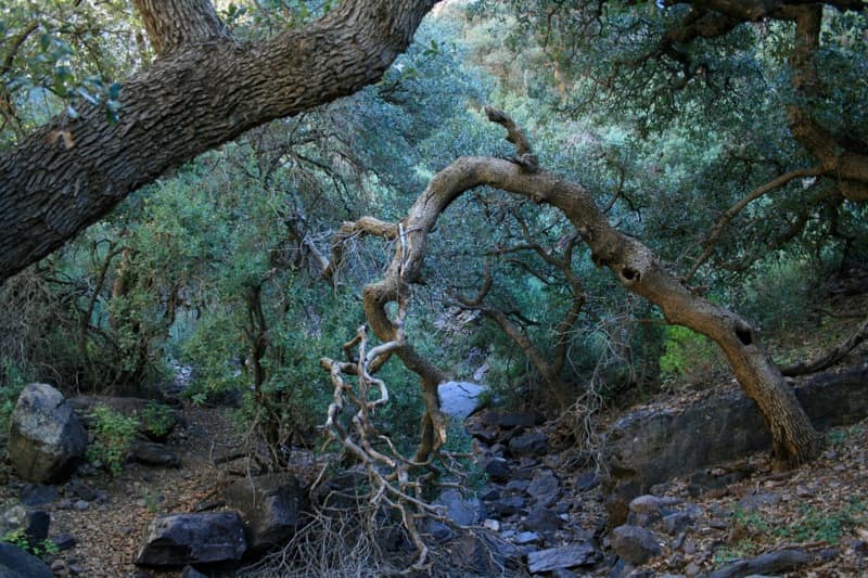 Oaks in a creek canyon in the Organ Mountains